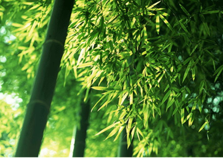 开云手机站登入界面